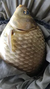 한버들 4짜  추가  조황입니다