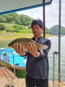 사오리 낚시터 조황정보