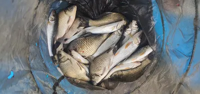 신매낚시터 9월 9일조황 