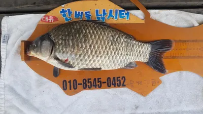 한버들 4짜 포함 허릿급 조황입니다