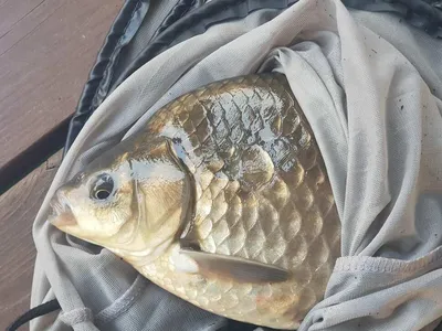 한버들 조황입니다