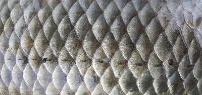 신매낚시터 7월 11일 조황