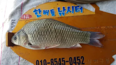 한버들 조황입니다