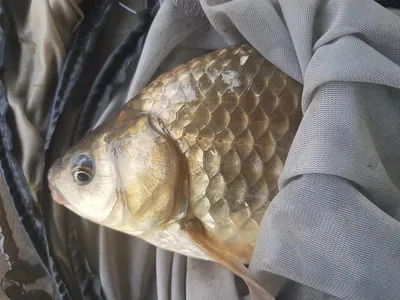 한버들 조황입니다