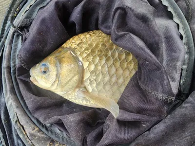 청풍 한버들 4짜및 허릿급 조황입니다