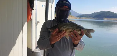 청풍 짱가네 호조황 이어지고 있습니다