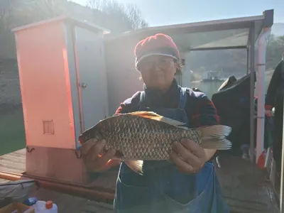 돌감낚시터 붕어조황입니다.
