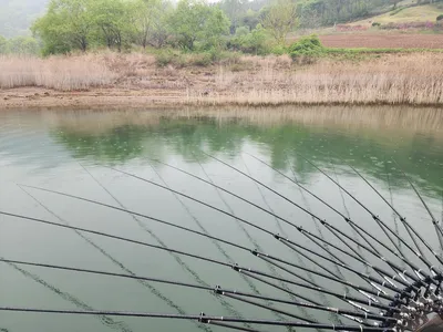 청풍 한버들 4짜 조황입니다