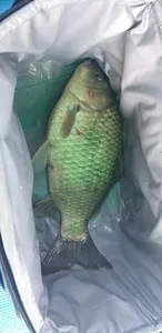 충주호 짱가네낚시터 