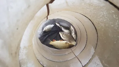 한버들 조황입니다