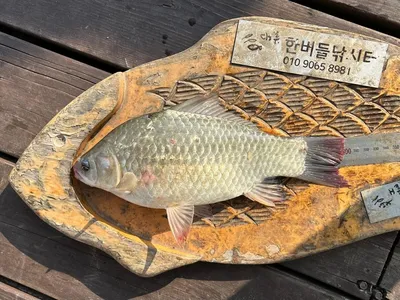 청풍 한버들 허릿급 조황입니다