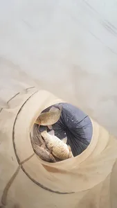 청풍 한버들 낚시터 4짜포함 허릿급 조황입니다