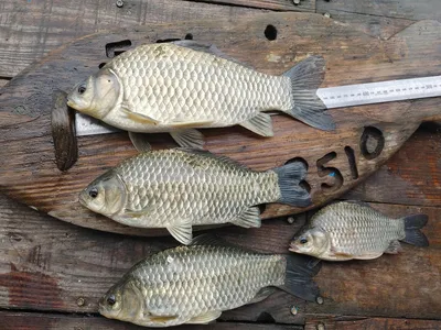 돌감낚시터 조황입니다.