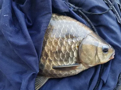 한버들 4짜 조황입니다