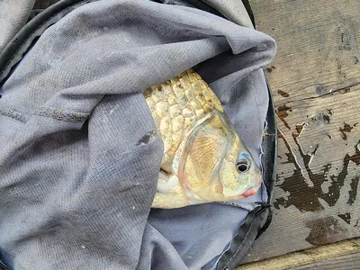 청풍 한버들 허릿급 조황입니다