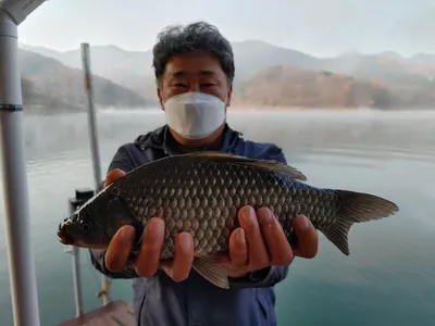 돌감낚시터 붕어조황입니다.
