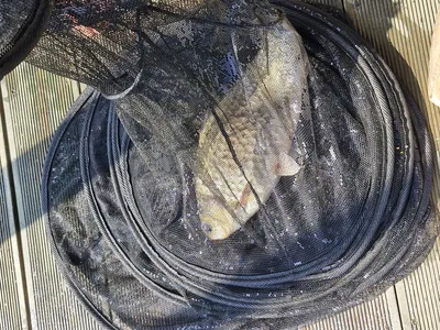 사오리 낚시티 조황정보