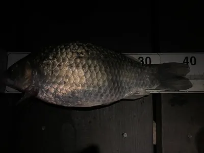 청풍 한버들 4짜 조황입니다