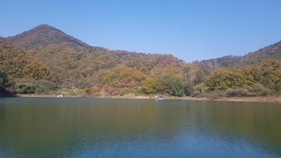 청풍 한버들 허릿급 조황입니다