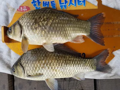 한버들 조황입니다