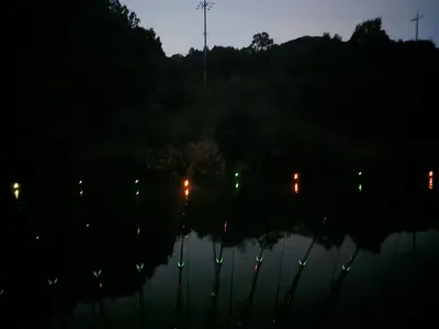 청풍 한버들 조황입니다