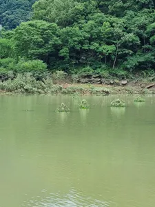 사오리 낚시터 조황정보