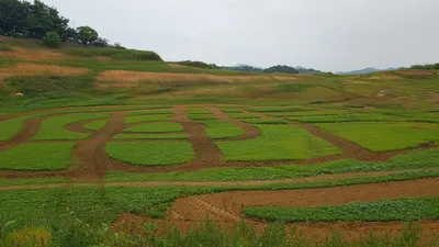 한버들 4짜 포함 허릿급 조황입니다
