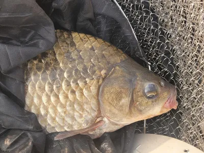 실리곡낚시터  허리급 조황입니다.