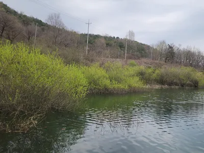 청풍 한버들 조황입니다