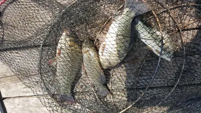 충주호 짱가네낚시터 