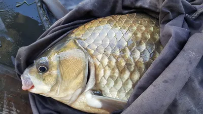 한버들 47cm 대물이 나왔습니다