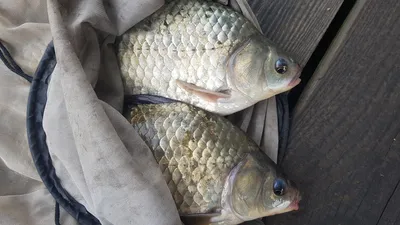 한버들 조황입니다