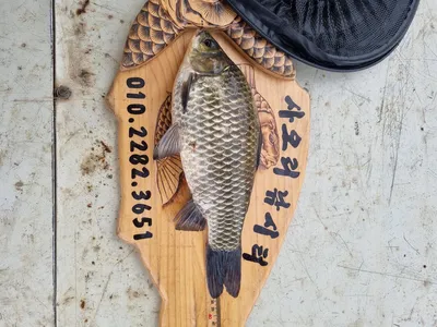 사오리 낚시터 조황정보