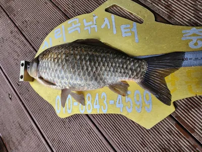 청풍실리곡낚시터 4짜 조황입니다.