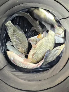 청풍 한버들조황입니다