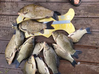 청풍실리곡낚시터 42.8cm 조황입니다.