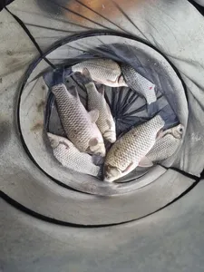 사오리 낚시터 조황정보