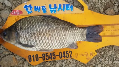 청풍 한버들 낚시터 4짜포함 허릿급 조황입니다