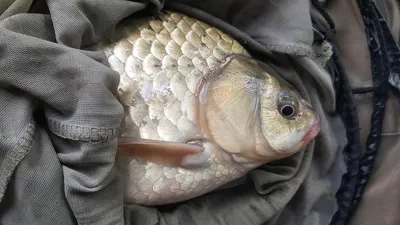 한버들 4짜 포함 허릿급 조황입니다