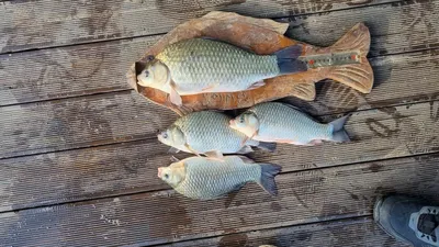 덕곡낚시터 조황정보 입니다