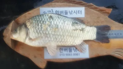 한버들 허릿급 조황입니다