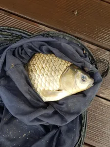 한버들 조황입니다