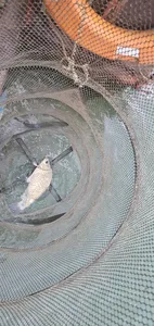 신매낚시터 6월 6일조황 