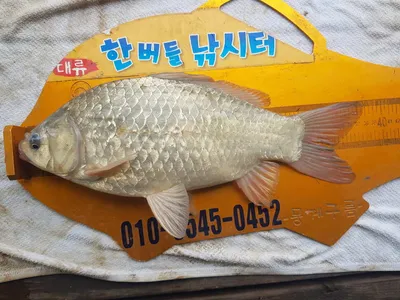 한버들 조황입니다