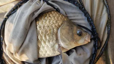 한버들 4짜 포함 허릿급 조황입니다