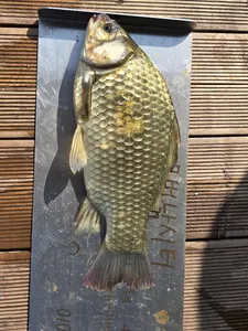 무더위에 지친 충주호