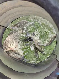 사오리 낚시터 조황정보