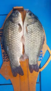 한버들 조황입니다