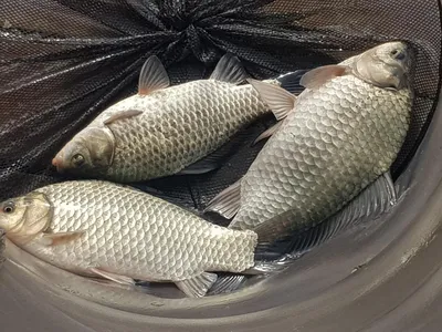 청풍 한버들 허릿급및 월척 조황입니다