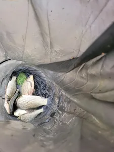 청풍실리곡낚시터 허리급 조황입니다.